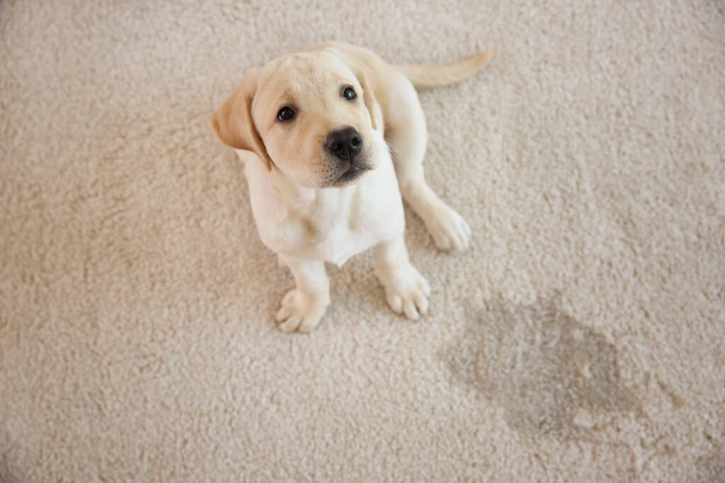 Carpet Cleaning Tips Pet Owners